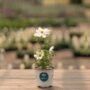 Cosmos – Sonata White – 4″ Pot